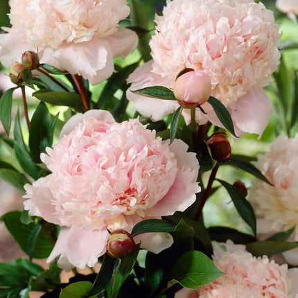 Pion-Paeonia Solange 1-pack