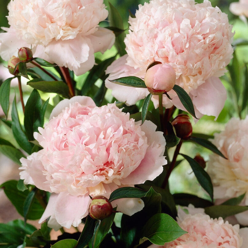 Pion-Paeonia Solange 1-pack
