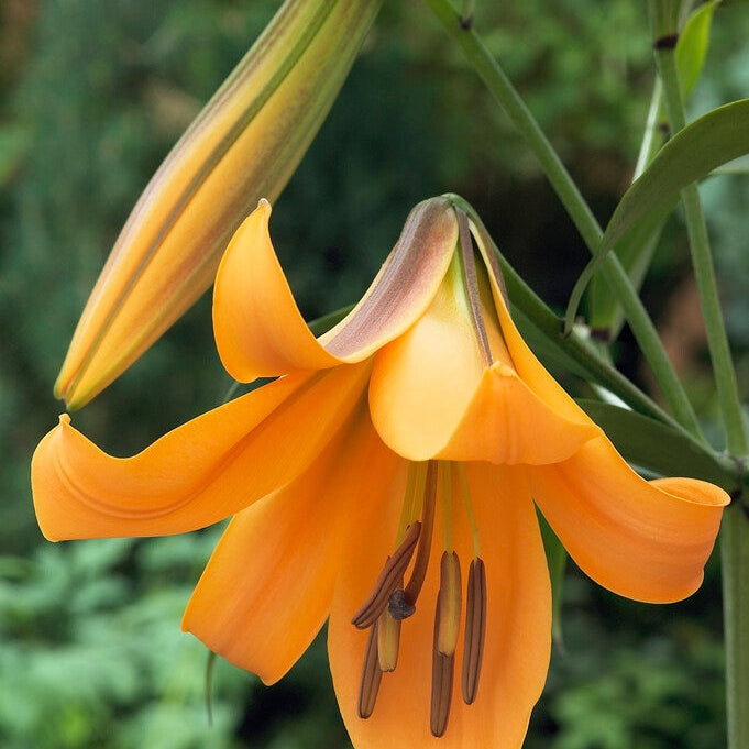 Trumpetlilja-Lilium Trumpet African Queen 2-pack