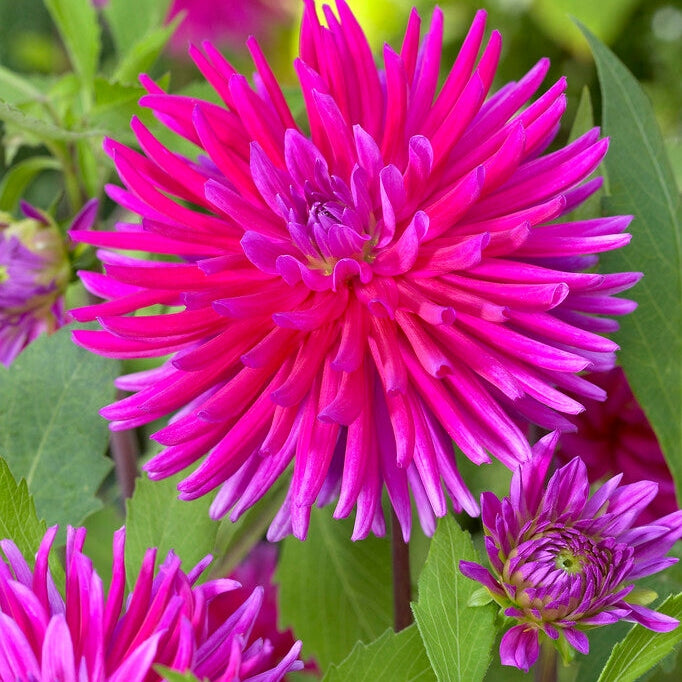 Dahlia Cactus Purple Gem