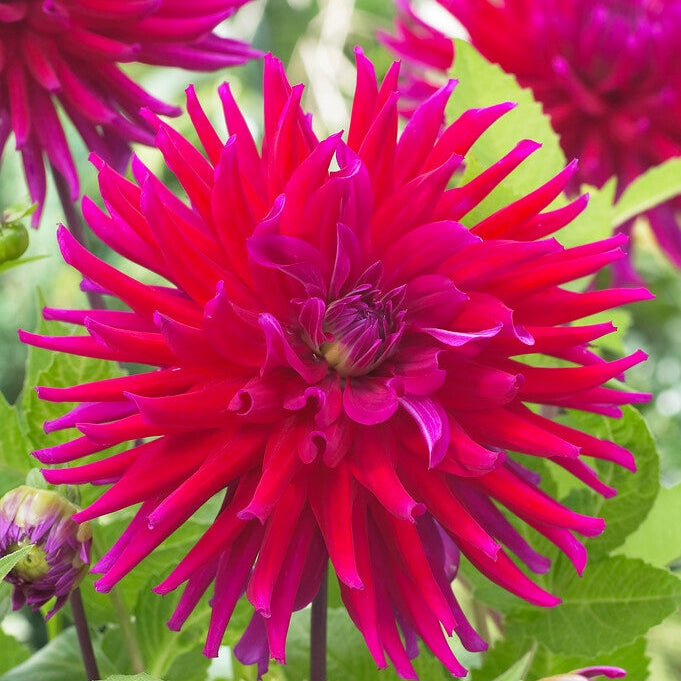 Dahlia Cactus Orfeo 1-pack