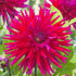 Dahlia Cactus Orfeo 1-pack