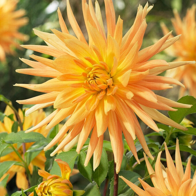 Dahlia Cactus Gold Crown 1-pack