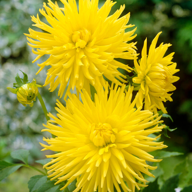 Dahlia Cactus Kennemerland 1-pack