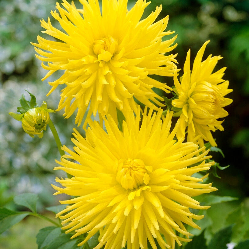 Dahlia Cactus Kennemerland 1-pack