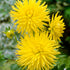 Dahlia Cactus Kennemerland 1-pack