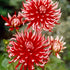 Dahlia Cactus Friquolet 1-pack