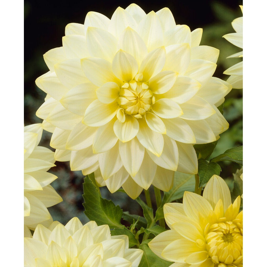 Dahlia Snowbound Dekorativ 1-pack NYHET