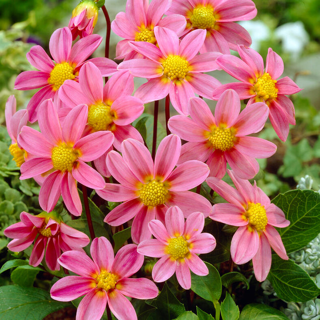 Dahlia Special Top Mix Pink 1-pack