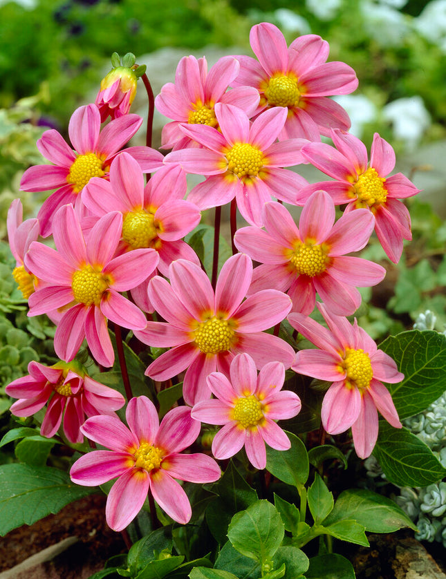 Dahlia Special Top Mix Pink 1-pack