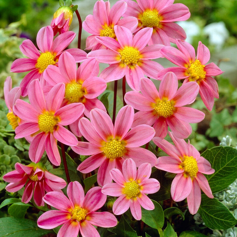 Dahlia Special Top Mix Pink 1-pack