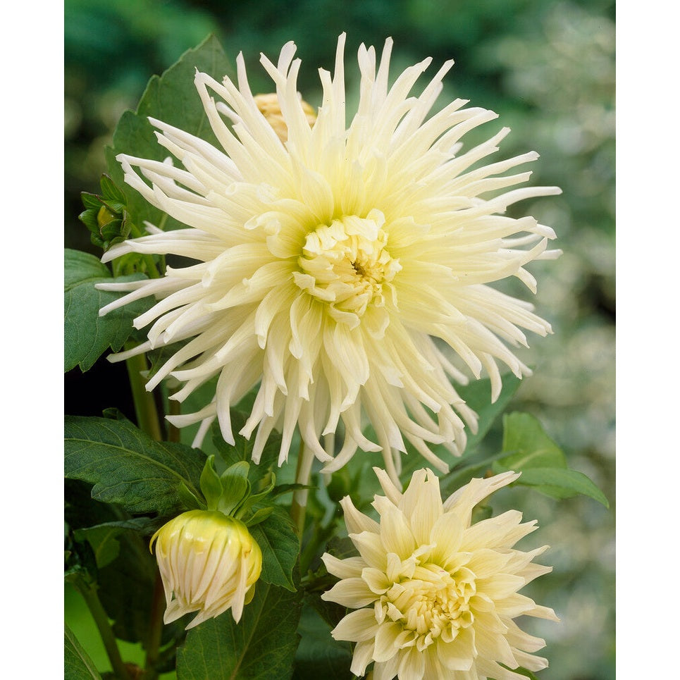 Dahlia Cactus White Star 1-pack NYHET