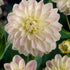 Dahlia Border Wittem 1-pack