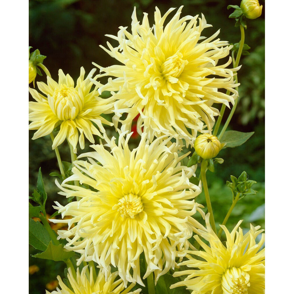 Dahlia Yellow Star Dekorativ 1-pack NYHET