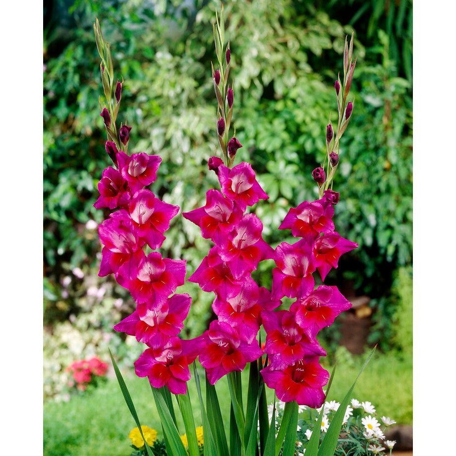 Gladiolus Velvet Eyes 10-pack