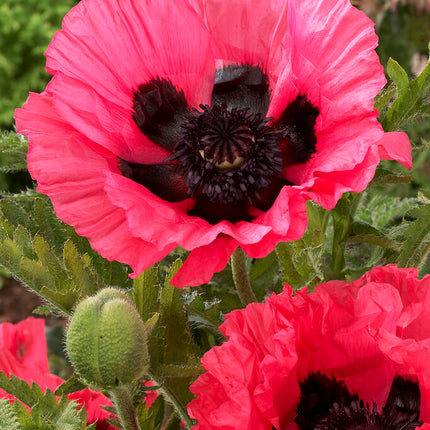 Vallmo-Papaver 'Moulin Rouge' 1-pack