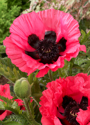 Vallmo-Papaver 'Moulin Rouge' 1-pack