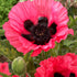 Vallmo-Papaver &