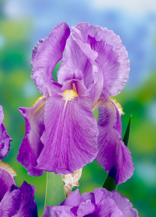 Tysk iris-Iris Germanica Florentino 1-pak