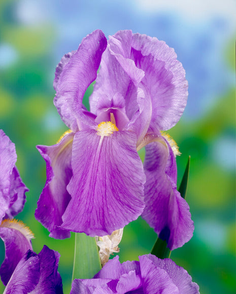 Tysk iris-Iris Germanica Florentino 1-pak