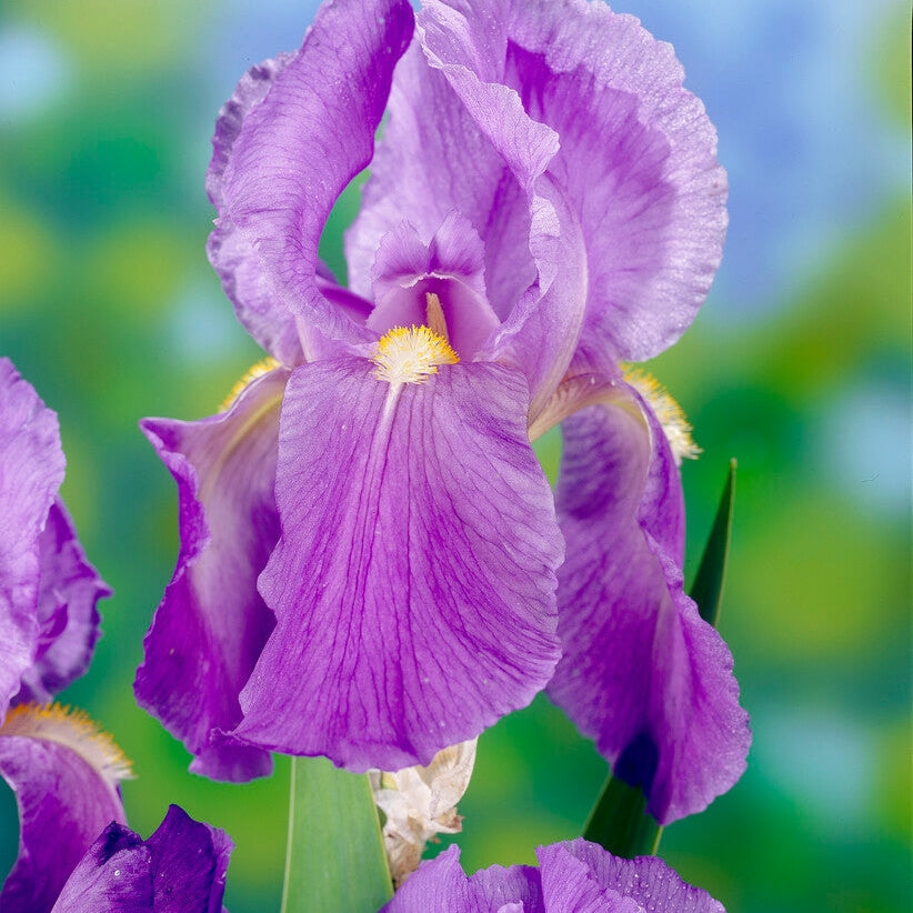 Tyskiris-Iris Germanica Florentino 1-pack
