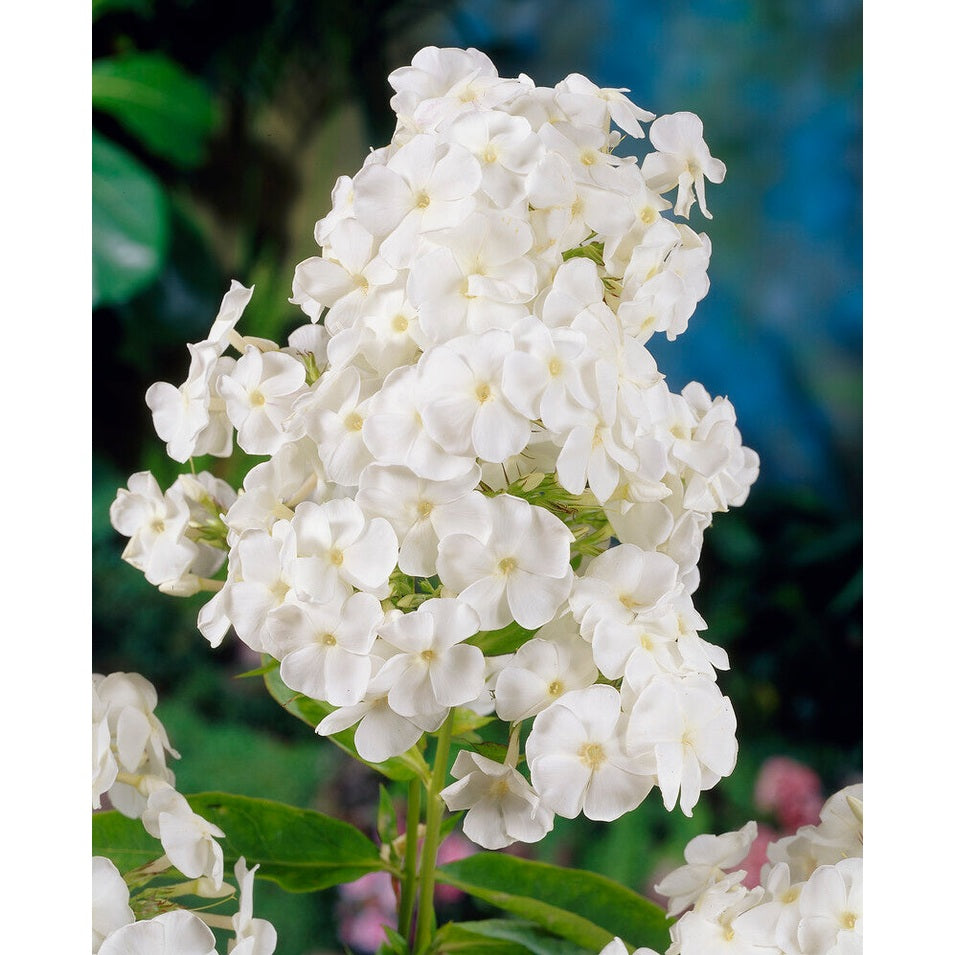 Flox-Phlox White Admiral 1-pack