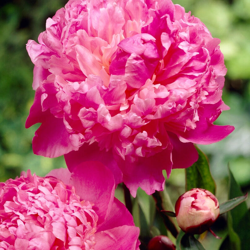 Pion-Paeonia Louis van Houtte 1-pack