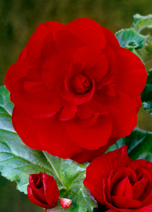 Begonia Double Red 3-pack