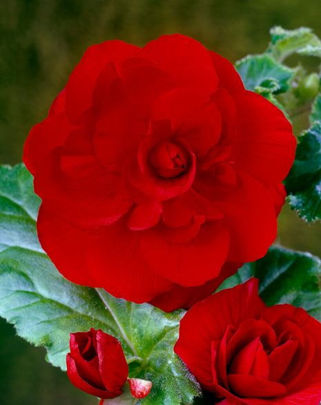Begonia Double Red 3 kpl