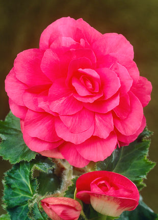 Begonia Double Pink 3er-Pack
