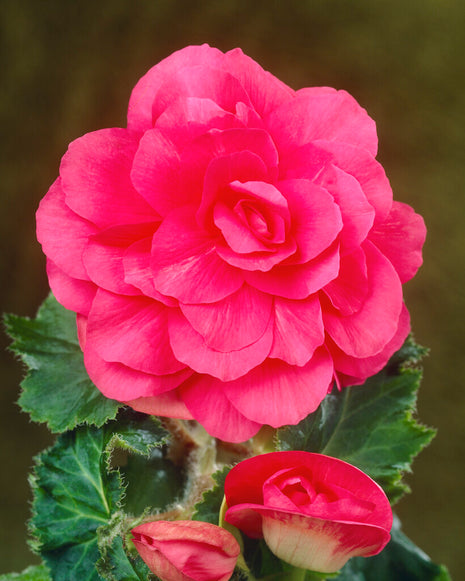 Begonia Double Pink 3er-Pack