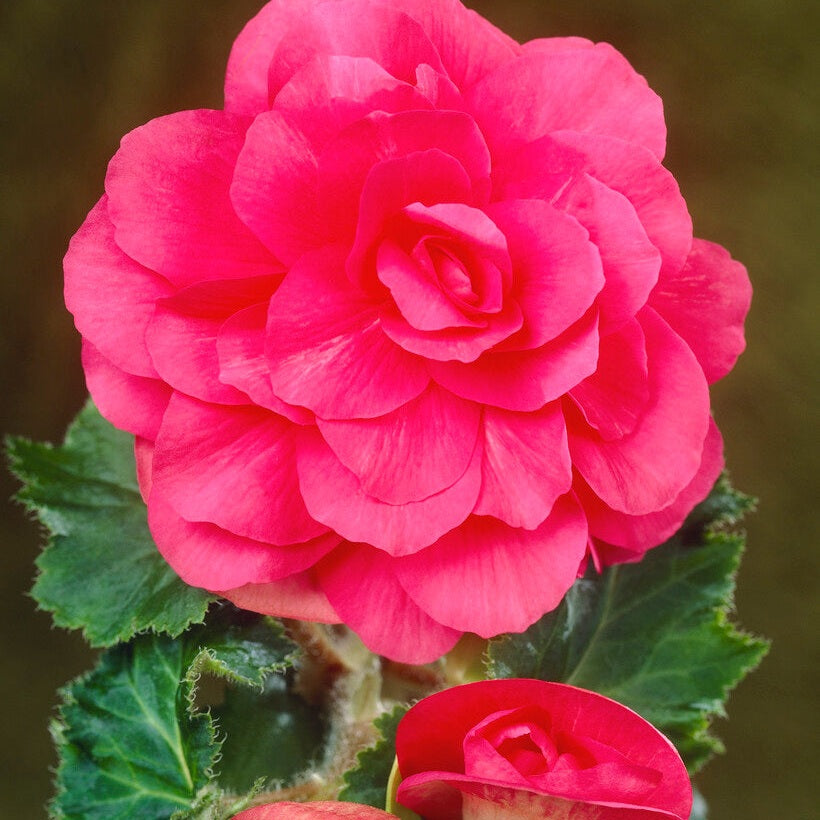 Begonia