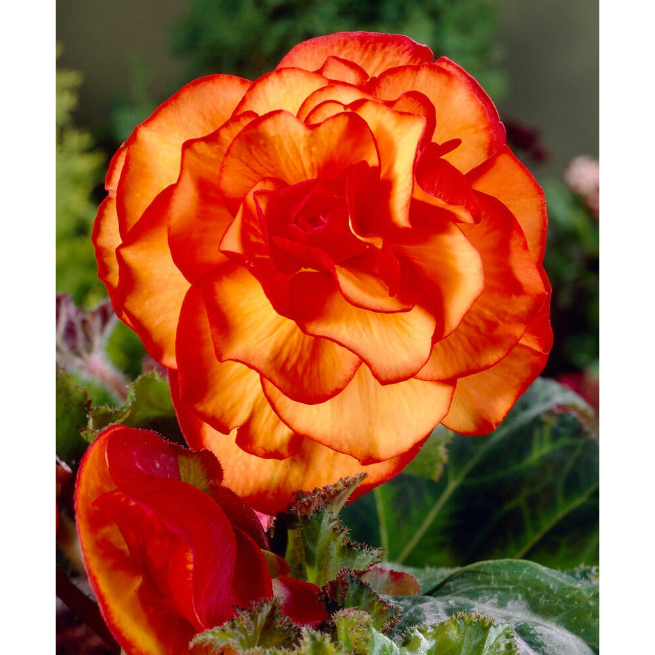 Begonia Picotee Yellow/Red 3-pack