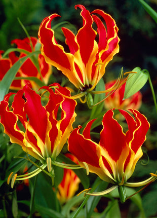 Gloriosa Rothschildiana 1-Pack