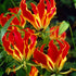 Klänglilja-Gloriosa Rothschildiana 1-pack