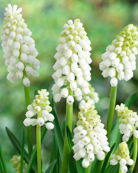Persian Pearl Hyacinth-Muscari auchen 'White Magic' 10-pak