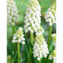 Persisk pärlhyacint-Muscari auchen &