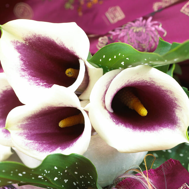 Zantedeschia Vermeer  1-pack