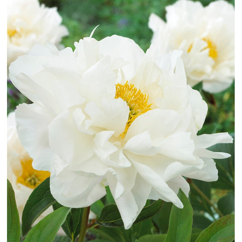 Pion-Paeonia Miss America 1-pack