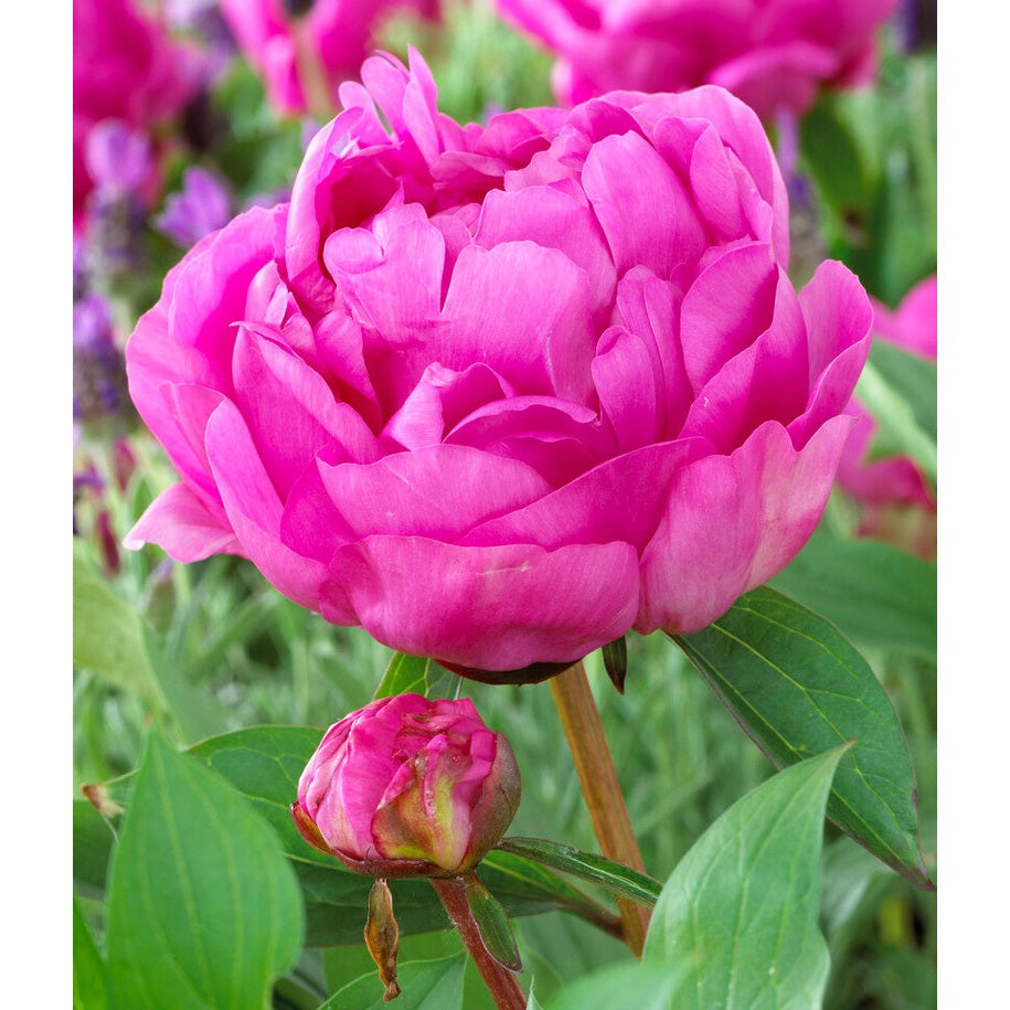 Pion-Paeonia Gilbert Barthelot 1-pack