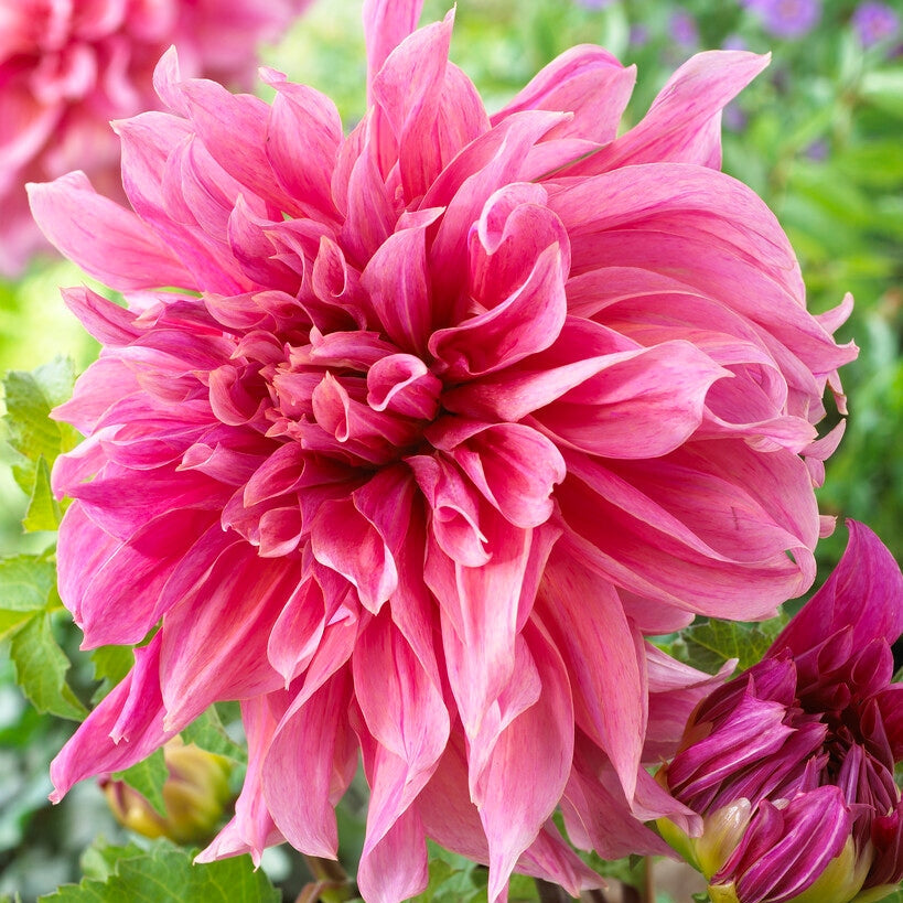 Dahlia Dekorativ Maki 1-pack