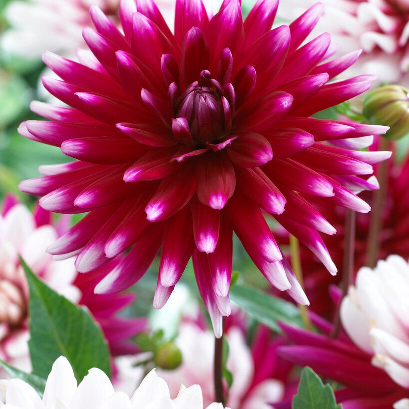 Dahlia Cactus Rebecca&