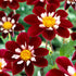 Dahlia Anemone Mary Eveline 1-pack