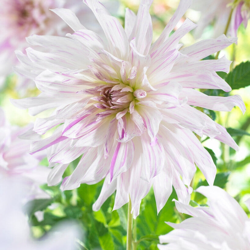 Dahlia Dekorativ Mom&