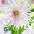Dahlia Dekorativ Mom&