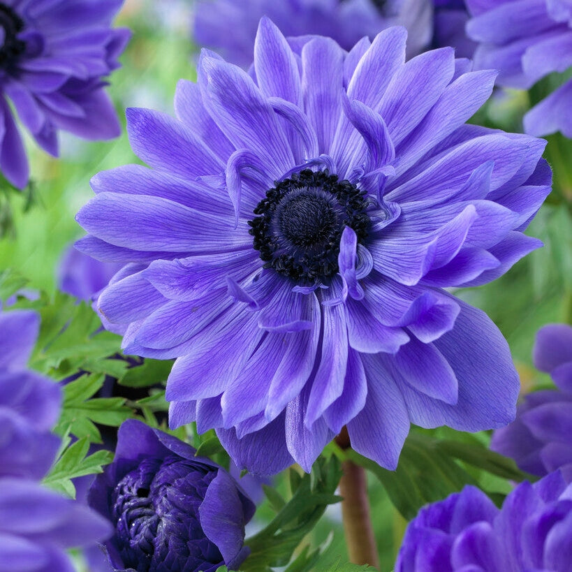 Bukettanemon-Anemone Coronaria Lord Lieutenant 15 -pack