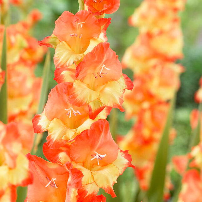 Gladiolus Princess Margeret Rose 10-pack