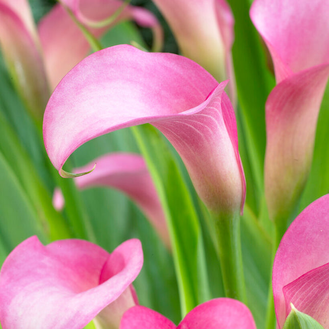 Zantedeschia Rehmanii 1-pack