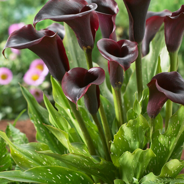 Zantedeschia Schwarzwalder  1-pack