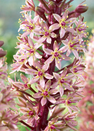 Tassel Lily-Eucomis Comosa 'Sparkling Burgundy' 1 kpl